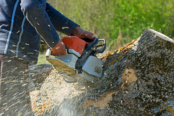 Best Tree Clearing Services  in Moyock, NC